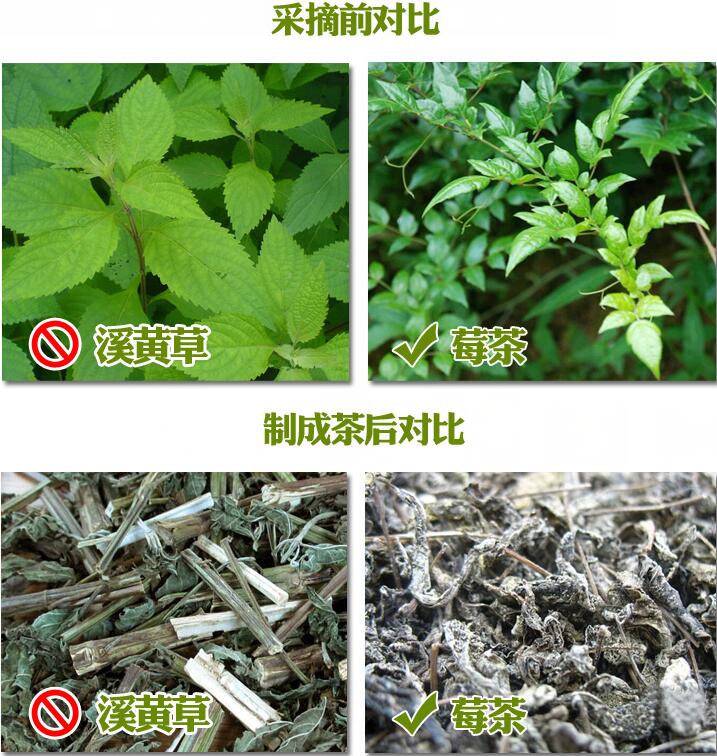 莓茶是什么茶__的功效与作用
